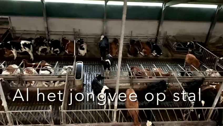 Al het jongvee op stal