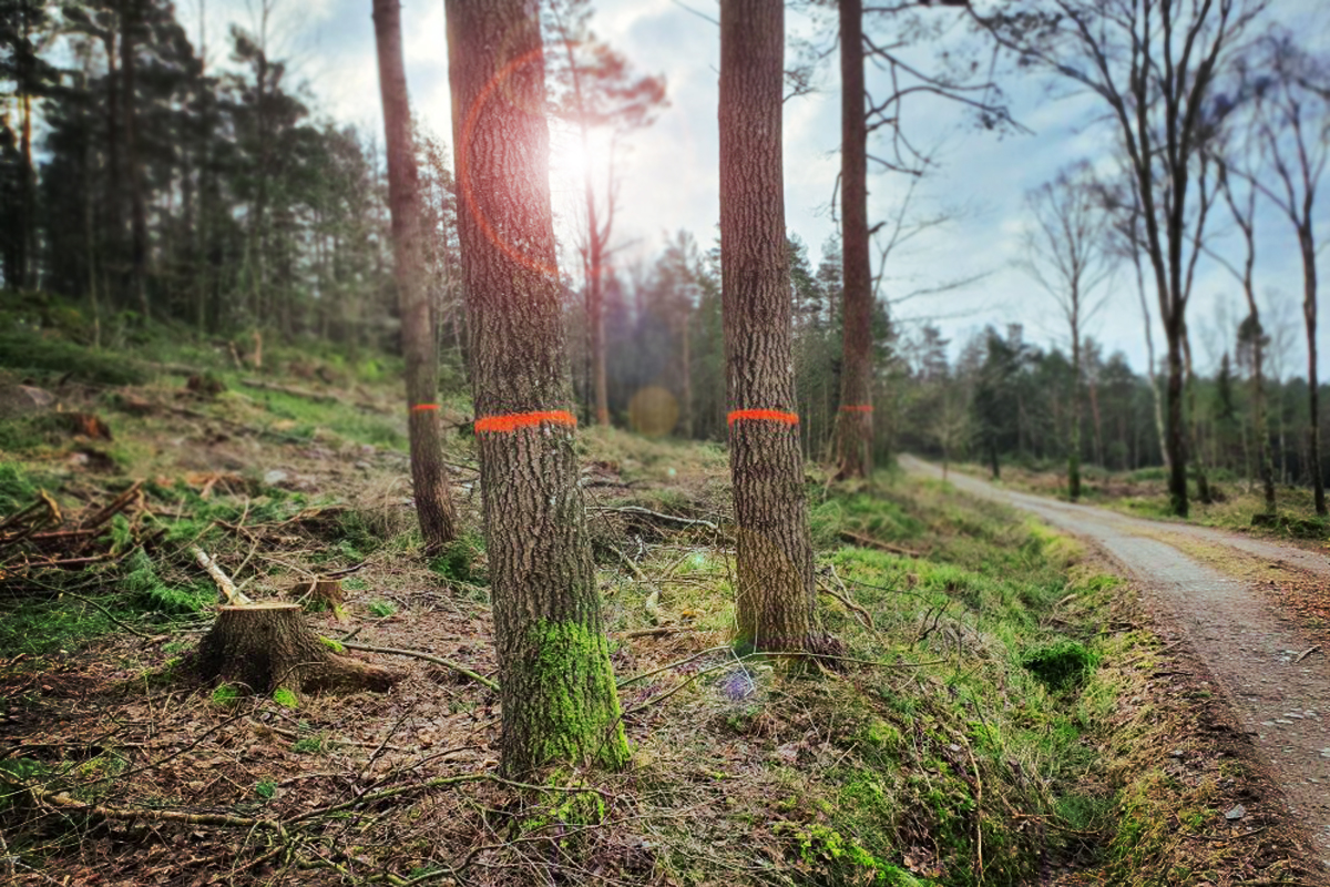 skog-märkning