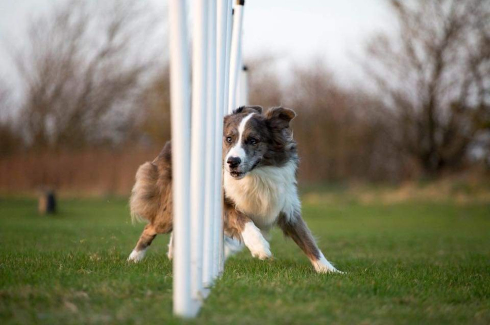 Hundetræning