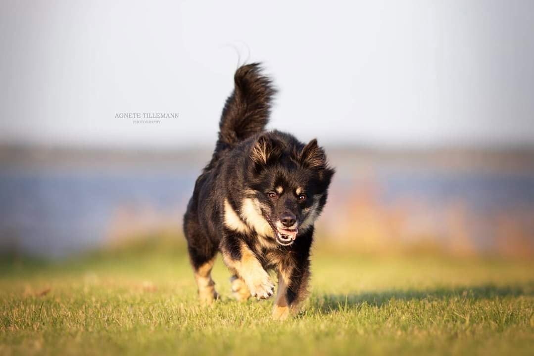 Dogfitness: Level 1