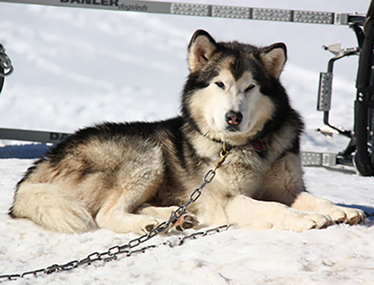 Alaskan Malamute