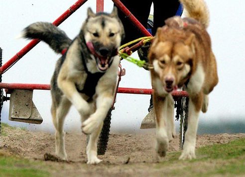 Groenlandhond