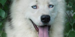 Yakutian Laika