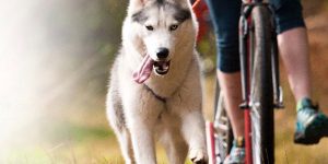 Siberische Husky