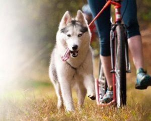 Siberische Husky