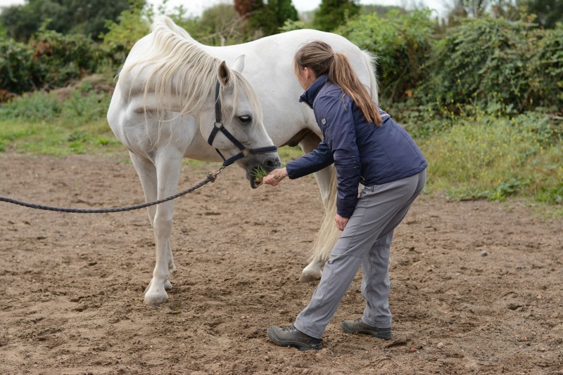 Lateral Bend Exercise to improve horse's core and mobility