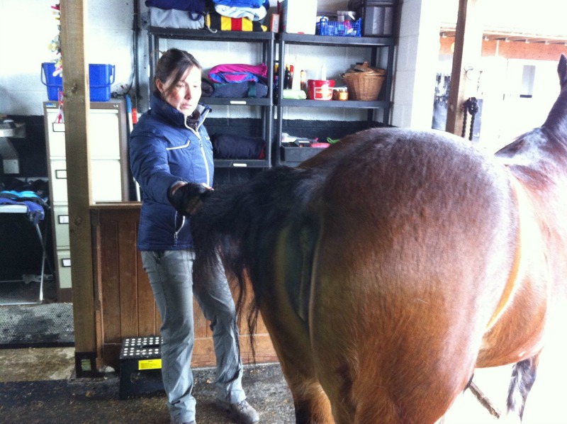 Tail Pull Exercise to improve horse's core and mobility