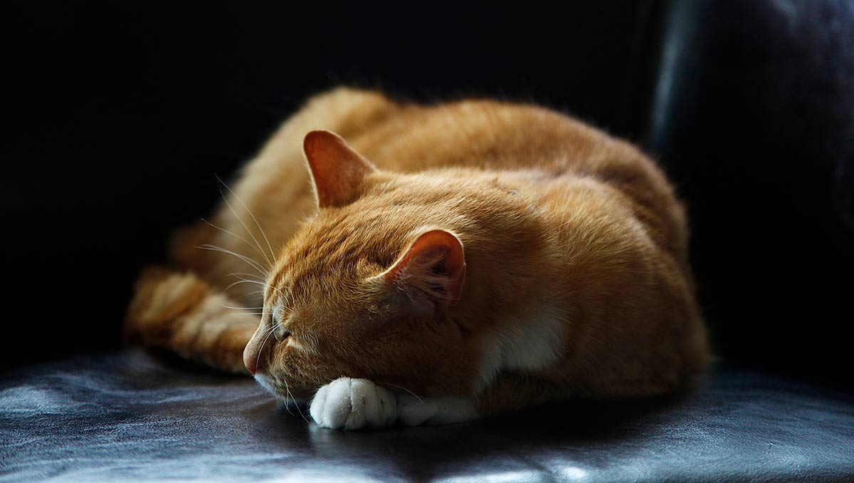 Hướng dẫn cho người cao cấp-kæledyr: Người cho đi bạn đã có được quyền và omsorg | MyBestBuddy.dk