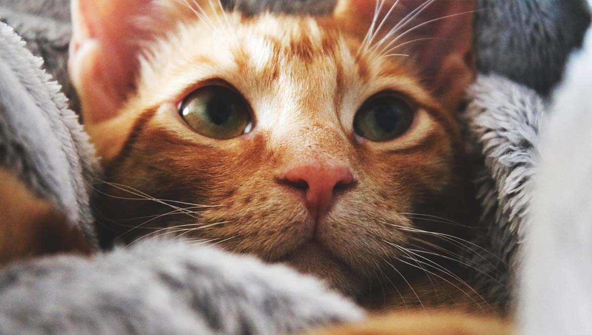 Sådan holder du din kat sund og glad: Tips til en lykkelig tilværelse |  MyBestBuddy.dk