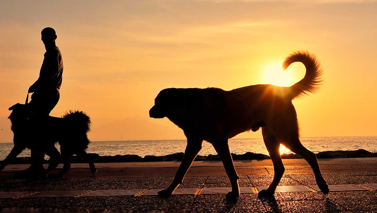 hunde-strandtur hunde-strandtur