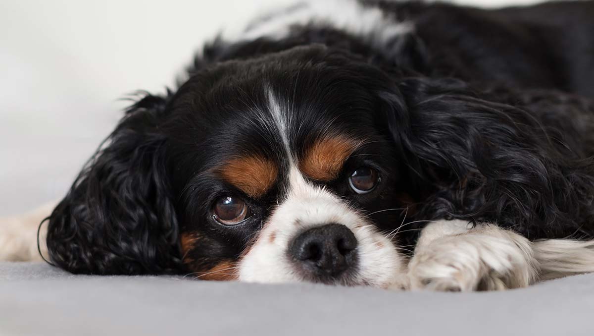 cavalier-king-charles-spaniel cavalier-king-charles-spaniel