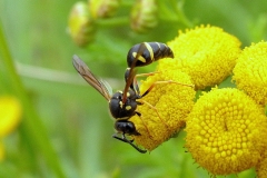 Pottemagerhveps (Eumenes pedunculatus) - Set på diget i august på Rejnfan