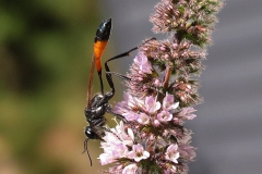 Almindelig sandhveps (Ammophila sabulosa) - Set ved sommerhus i juli  på Mynte