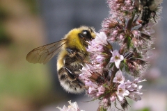 Lys jordhumle  (Bombus lucorum) - Set ved sommerhus i juli på Mynte