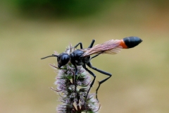 Almindelig sandhveps (Ammophila sabulosa) - Set ved sommerhus i august  på Mynte