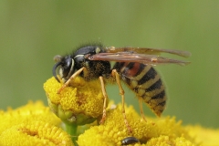 Rød gedehams (Vespula rufa) - Set på diget i august på Rejnfan