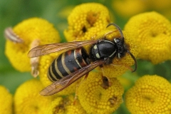 Rød gedehams (Vespula rufa) - Set på diget i august på Rejnfan