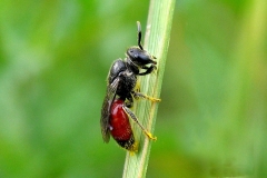 Blodbi  (Sphecodes sp.) - Set på diget i august