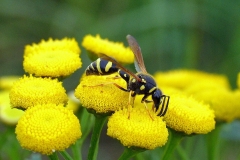 Pottemagerhveps (Eumenes pedunculatus) - Set på diget i august på Rejnfan