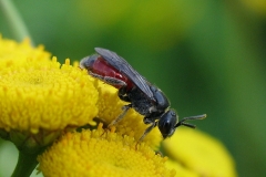 Blodbi  (Sphecodes sp.) - Set på diget i august på Rejnfan