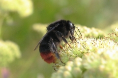 Stenhumle (Bombus Lapidarius) - Set på diget i august på Alm. sankthansurt