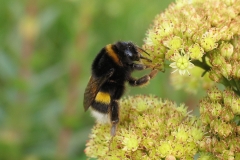 Mørk jordhumle (Bombus terrestris) - Set på diget i august på Alm. sankthansurt