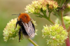 Hushumle (Bombus Hypnorum) - Set på diget i september på Alm. sankthansurt