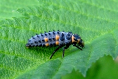 Syvplettet mariehøne (Coccinella septempunctata) - Larve set i plantagen i juli