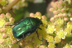 Grøn guldbasse (Cetonia aurata) - Set på diget i september på Alm. sankthansurt