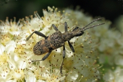 Blankplettet tandbuk (Rhagium mordax) - Set på diget i maj på  Drue-hyld