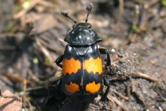 Sortkøllet ådselsgraver (Nicrophorus vespilloides) - Set i plantagen i maj