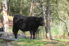 Skotsk Galloway  kvæg  - ældste kendte race uden horn - her en mørk stud  ved en af skovens rastepladser