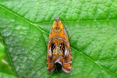 Olethreutes arcuella (Olethreutes arcuella) - Plantagen juni på Brombær - Flyver om dagen fra maj-juli