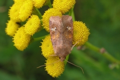 Øje-græsugle (Amphipoea oculea) - Diget i august  på Rejnfan - Flyver juli-oktober på udyrkede græsområder