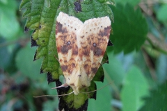 Brombær-guldugle (Cirrhia icteritia) -  Plantagen i september på Brombær - Flyver nat august-oktober