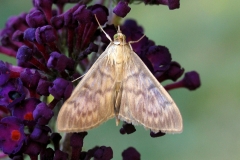 Perlemorshalvmøl (Pleuroptya ruralis) - Ved sommerhus i august på Sommerfuglebusk- Flyver nat juli-september