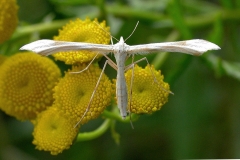 Hvidt fjermøl (Pterophorus pentadactyla) - Diget august på Rejnfan - Flyver både dag og nat fra juni-august