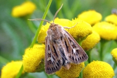 Mosebunkeugle (Cerapteryx graminis)  – Diget i august på Rejnfan - Flyver dag og nat i juni-august