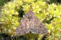 Bedeugle (Anarta trifolii) -  Diget i august på Alm. sankthansurt - Flyver nat maj-oktober i to generationer