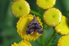 Bredvinget nældevikler (Anthophila fabriciana) - Diget september på Rejnfan - Flyver om dagen fra maj-okt