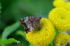 Choreutis  (Choreutis pariana) -  Diget oktober på Rejnfan - Relativ sjælden - Flyver fra  juni-oktober