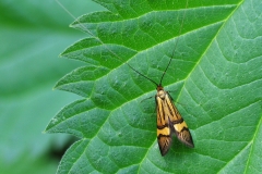 Løvskovslanghornsmøl (Nemophora degeerella) - Plantagen juni - Flyver om dagen fra maj-juli