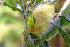 Agurkeedderkop (Araniella cucurbitina) - Hun med æggekokon set i plantagen i juli