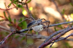 Almindelig rovedderkop (Pisaura mirabilis) - Hun med æggesæk set på diget i juli på Lyng