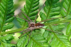 Almindelig rovedderkop (Pisaura mirabilis) - Set i plantagen i juni på Bregne