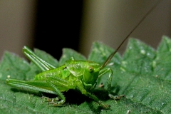 Stor grøn løvgræshoppe (Tettigonia viridissima) - Nymfe set i skovbryn ved plantagen i juni på Nælde