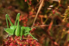 Stor grøn løvgræshoppe (Tettigonia viridissima) - Nymfe set på diget i juni på Rødknæ