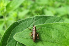 iseoaptera) - Nymfe set i plantagen i juni