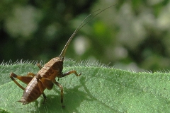 Buskgræshoppe - (Pholidoptera griseoaptera) - Nymfe set i plantagen i juni