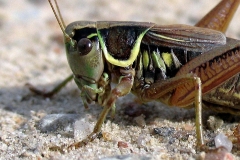 Cikadegræshoppe (Metrioptera roeseli) - Hun set på diget i september